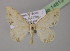  ( - BC ZSM Lep 14813)  @14 [ ] CreativeCommons - Attribution Non-Commercial Share-Alike (2010) Unspecified SNSB, Zoologische Staatssammlung Muenchen
