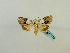  ( - BC ZSM Lep 65139)  @12 [ ] CreativeCommons - Attribution Non-Commercial Share-Alike (2013) Axel Hausmann/Bavarian State Collection of Zoology (ZSM) SNSB, Zoologische Staatssammlung Muenchen