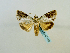  ( - BC ZSM Lep 65140)  @13 [ ] CreativeCommons - Attribution Non-Commercial Share-Alike (2013) Axel Hausmann/Bavarian State Collection of Zoology (ZSM) SNSB, Zoologische Staatssammlung Muenchen