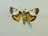  ( - BC ZSM Lep 65141)  @11 [ ] CreativeCommons - Attribution Non-Commercial Share-Alike (2013) Axel Hausmann/Bavarian State Collection of Zoology (ZSM) SNSB, Zoologische Staatssammlung Muenchen