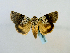  ( - BC ZSM Lep 65142)  @11 [ ] CreativeCommons - Attribution Non-Commercial Share-Alike (2013) Axel Hausmann/Bavarian State Collection of Zoology (ZSM) SNSB, Zoologische Staatssammlung Muenchen