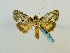  ( - BC ZSM Lep 65143)  @13 [ ] CreativeCommons - Attribution Non-Commercial Share-Alike (2013) Axel Hausmann/Bavarian State Collection of Zoology (ZSM) SNSB, Zoologische Staatssammlung Muenchen