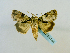  ( - BC ZSM Lep 65144)  @13 [ ] CreativeCommons - Attribution Non-Commercial Share-Alike (2013) Axel Hausmann/Bavarian State Collection of Zoology (ZSM) SNSB, Zoologische Staatssammlung Muenchen