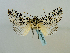  ( - BC ZSM Lep 65151)  @11 [ ] CreativeCommons - Attribution Non-Commercial Share-Alike (2013) Axel Hausmann/Bavarian State Collection of Zoology (ZSM) SNSB, Zoologische Staatssammlung Muenchen