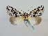  (Trichosea nigricatenaGB04IY - BC ZSM Lep 65161)  @11 [ ] CreativeCommons - Attribution Non-Commercial Share-Alike (2013) Axel Hausmann/Bavarian State Collection of Zoology (ZSM) SNSB, Zoologische Staatssammlung Muenchen