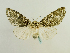  (Lichnoptera albidiscata - BC ZSM Lep 65182)  @14 [ ] CreativeCommons - Attribution Non-Commercial Share-Alike (2013) Axel Hausmann/Bavarian State Collection of Zoology (ZSM) SNSB, Zoologische Staatssammlung Muenchen