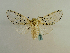  (Gaujonia - BC ZSM Lep 65184)  @13 [ ] CreativeCommons - Attribution Non-Commercial Share-Alike (2013) Axel Hausmann/Bavarian State Collection of Zoology (ZSM) SNSB, Zoologische Staatssammlung Muenchen