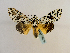  (Lichnoptera moesta - BC ZSM Lep 65185)  @14 [ ] CreativeCommons - Attribution Non-Commercial Share-Alike (2013) Axel Hausmann/Bavarian State Collection of Zoology (ZSM) SNSB, Zoologische Staatssammlung Muenchen