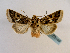  ( - BC ZSM Lep 65189)  @13 [ ] CreativeCommons - Attribution Non-Commercial Share-Alike (2013) Axel Hausmann/Bavarian State Collection of Zoology (ZSM) SNSB, Zoologische Staatssammlung Muenchen
