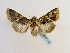  (Dargida uncifera - BC ZSM Lep 65190)  @14 [ ] CreativeCommons - Attribution Non-Commercial Share-Alike (2013) Axel Hausmann/Bavarian State Collection of Zoology (ZSM) SNSB, Zoologische Staatssammlung Muenchen