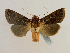  ( - BC ZSM Lep 65191)  @13 [ ] CreativeCommons - Attribution Non-Commercial Share-Alike (2013) Axel Hausmann/Bavarian State Collection of Zoology (ZSM) SNSB, Zoologische Staatssammlung Muenchen