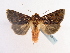  ( - BC ZSM Lep 65192)  @12 [ ] CreativeCommons - Attribution Non-Commercial Share-Alike (2013) Axel Hausmann/Bavarian State Collection of Zoology (ZSM) SNSB, Zoologische Staatssammlung Muenchen