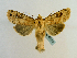  (Eriopyga euchroa - BC ZSM Lep 65205)  @13 [ ] CreativeCommons - Attribution Non-Commercial Share-Alike (2013) Axel Hausmann/Bavarian State Collection of Zoology (ZSM) SNSB, Zoologische Staatssammlung Muenchen