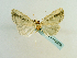  (Perigea agalla - BC ZSM Lep 65206)  @13 [ ] CreativeCommons - Attribution Non-Commercial Share-Alike (2013) Axel Hausmann/Bavarian State Collection of Zoology (ZSM) SNSB, Zoologische Staatssammlung Muenchen