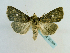  (Eriopyga tertulia - BC ZSM Lep 65209)  @13 [ ] CreativeCommons - Attribution Non-Commercial Share-Alike (2013) Axel Hausmann/Bavarian State Collection of Zoology (ZSM) SNSB, Zoologische Staatssammlung Muenchen