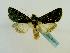  (Dargida calographa - BC ZSM Lep 65213)  @13 [ ] CreativeCommons - Attribution Non-Commercial Share-Alike (2013) Axel Hausmann/Bavarian State Collection of Zoology (ZSM) SNSB, Zoologische Staatssammlung Muenchen