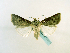  (Anicla striolata - BC ZSM Lep 65219)  @14 [ ] CreativeCommons - Attribution Non-Commercial Share-Alike (2013) Axel Hausmann/Bavarian State Collection of Zoology (ZSM) SNSB, Zoologische Staatssammlung Muenchen