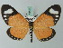  (Aletis - BC ZSM Lep 69359)  @15 [ ] CreativeCommons - Attribution Non-Commercial Share-Alike (2013) Axel Hausmann/Bavarian State Collection of Zoology (ZSM) SNSB, Zoologische Staatssammlung Muenchen