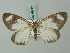  ( - BC ZSM Lep 69361)  @11 [ ] CreativeCommons - Attribution Non-Commercial Share-Alike (2013) Axel Hausmann/Bavarian State Collection of Zoology (ZSM) SNSB, Zoologische Staatssammlung Muenchen