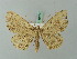  ( - BC ZSM Lep 69364)  @14 [ ] CreativeCommons - Attribution Non-Commercial Share-Alike (2013) Axel Hausmann/Bavarian State Collection of Zoology (ZSM) SNSB, Zoologische Staatssammlung Muenchen