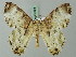  ( - BC ZSM Lep 69385)  @13 [ ] CreativeCommons - Attribution Non-Commercial Share-Alike (2013) Axel Hausmann/Bavarian State Collection of Zoology (ZSM) SNSB, Zoologische Staatssammlung Muenchen