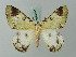  ( - BC ZSM Lep 69387)  @14 [ ] CreativeCommons - Attribution Non-Commercial Share-Alike (2013) Axel Hausmann/Bavarian State Collection of Zoology (ZSM) SNSB, Zoologische Staatssammlung Muenchen