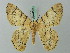  ( - BC ZSM Lep 69389)  @15 [ ] CreativeCommons - Attribution Non-Commercial Share-Alike (2013) Axel Hausmann/Bavarian State Collection of Zoology (ZSM) SNSB, Zoologische Staatssammlung Muenchen