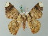  ( - BC ZSM Lep 69391)  @12 [ ] CreativeCommons - Attribution Non-Commercial Share-Alike (2013) Axel Hausmann/Bavarian State Collection of Zoology (ZSM) SNSB, Zoologische Staatssammlung Muenchen