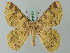  ( - BC ZSM Lep 69401)  @11 [ ] CreativeCommons - Attribution Non-Commercial Share-Alike (2013) Axel Hausmann/Bavarian State Collection of Zoology (ZSM) SNSB, Zoologische Staatssammlung Muenchen