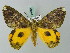  ( - BC ZSM Lep 69404)  @14 [ ] CreativeCommons - Attribution Non-Commercial Share-Alike (2013) Axel Hausmann/Bavarian State Collection of Zoology (ZSM) SNSB, Zoologische Staatssammlung Muenchen