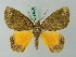  ( - BC ZSM Lep 69409)  @13 [ ] CreativeCommons - Attribution Non-Commercial Share-Alike (2013) Axel Hausmann/Bavarian State Collection of Zoology (ZSM) SNSB, Zoologische Staatssammlung Muenchen