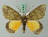  ( - BC ZSM Lep 69411)  @13 [ ] CreativeCommons - Attribution Non-Commercial Share-Alike (2013) Axel Hausmann/Bavarian State Collection of Zoology (ZSM) SNSB, Zoologische Staatssammlung Muenchen