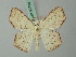  (Xenochroma silvatica - BC ZSM Lep 69414)  @11 [ ] CreativeCommons - Attribution Non-Commercial Share-Alike (2013) Axel Hausmann/Bavarian State Collection of Zoology (ZSM) SNSB, Zoologische Staatssammlung Muenchen