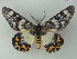  ( - BC ZSM Lep 69416)  @14 [ ] CreativeCommons - Attribution Non-Commercial Share-Alike (2013) Axel Hausmann/Bavarian State Collection of Zoology (ZSM) SNSB, Zoologische Staatssammlung Muenchen
