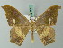  ( - BC ZSM Lep 69479)  @11 [ ] CreativeCommons - Attribution Non-Commercial Share-Alike (2013) Axel Hausmann/Bavarian State Collection of Zoology (ZSM) SNSB, Zoologische Staatssammlung Muenchen