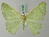  ( - BC ZSM Lep 69499)  @11 [ ] CreativeCommons - Attribution Non-Commercial Share-Alike (2013) Axel Hausmann/Bavarian State Collection of Zoology (ZSM) SNSB, Zoologische Staatssammlung Muenchen