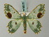  ( - BC ZSM Lep 69512)  @11 [ ] CreativeCommons - Attribution Non-Commercial Share-Alike (2013) Axel Hausmann/Bavarian State Collection of Zoology (ZSM) SNSB, Zoologische Staatssammlung Muenchen