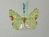  ( - BC ZSM Lep 69527)  @11 [ ] CreativeCommons - Attribution Non-Commercial Share-Alike (2013) Axel Hausmann/Bavarian State Collection of Zoology (ZSM) SNSB, Zoologische Staatssammlung Muenchen