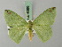  ( - BC ZSM Lep 69553)  @11 [ ] CreativeCommons - Attribution Non-Commercial Share-Alike (2013) Axel Hausmann/Bavarian State Collection of Zoology (ZSM) SNSB, Zoologische Staatssammlung Muenchen