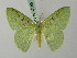  ( - BC ZSM Lep 69555)  @11 [ ] CreativeCommons - Attribution Non-Commercial Share-Alike (2013) Axel Hausmann/Bavarian State Collection of Zoology (ZSM) SNSB, Zoologische Staatssammlung Muenchen