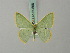  ( - BC ZSM Lep 69566)  @13 [ ] CreativeCommons - Attribution Non-Commercial Share-Alike (2013) Axel Hausmann/Bavarian State Collection of Zoology (ZSM) SNSB, Zoologische Staatssammlung Muenchen