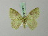  (Nemoria conspersa - BC ZSM Lep 69575)  @11 [ ] CreativeCommons - Attribution Non-Commercial Share-Alike (2013) Axel Hausmann/Bavarian State Collection of Zoology (ZSM) SNSB, Zoologische Staatssammlung Muenchen