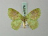  (Nemoria hazelae - BC ZSM Lep 69576)  @11 [ ] CreativeCommons - Attribution Non-Commercial Share-Alike (2013) Axel Hausmann/Bavarian State Collection of Zoology (ZSM) SNSB, Zoologische Staatssammlung Muenchen