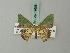  ( - BC ZSM Lep 69608)  @11 [ ] CreativeCommons - Attribution Non-Commercial Share-Alike (2013) Axel Hausmann/Bavarian State Collection of Zoology (ZSM) SNSB, Zoologische Staatssammlung Muenchen
