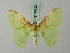  ( - BC ZSM Lep 69622)  @11 [ ] CreativeCommons - Attribution Non-Commercial Share-Alike (2013) Axel Hausmann/Bavarian State Collection of Zoology (ZSM) SNSB, Zoologische Staatssammlung Muenchen