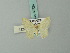  ( - BC ZSM Lep 69724)  @13 [ ] CreativeCommons - Attribution Non-Commercial Share-Alike (2013) Axel Hausmann/Bavarian State Collection of Zoology (ZSM) SNSB, Zoologische Staatssammlung Muenchen