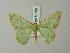  ( - BC ZSM Lep 69765)  @11 [ ] CreativeCommons - Attribution Non-Commercial Share-Alike (2013) Axel Hausmann/Bavarian State Collection of Zoology (ZSM) SNSB, Zoologische Staatssammlung Muenchen