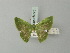  (Chloractis obnubilata - BC ZSM Lep 69775)  @11 [ ] CreativeCommons - Attribution Non-Commercial Share-Alike (2013) Axel Hausmann/Bavarian State Collection of Zoology (ZSM) SNSB, Zoologische Staatssammlung Muenchen