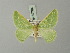  (Thetidia anomica - BC ZSM Lep 69784)  @11 [ ] CreativeCommons - Attribution Non-Commercial Share-Alike (2013) Axel Hausmann/Bavarian State Collection of Zoology (ZSM) SNSB, Zoologische Staatssammlung Muenchen