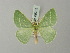 ( - BC ZSM Lep 69785)  @11 [ ] CreativeCommons - Attribution Non-Commercial Share-Alike (2013) Axel Hausmann/Bavarian State Collection of Zoology (ZSM) SNSB, Zoologische Staatssammlung Muenchen